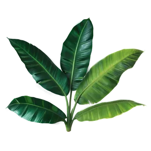 Banana Tropical Leaf PNG 06122024