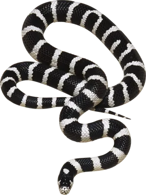 Banded Blackand White Snake PNG image