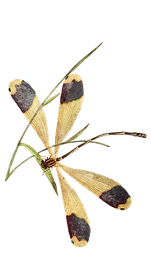 Banded Wing Dragonfly PNG image
