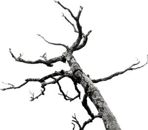 Bare Branches Against Sky PNG image