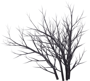 Bare Branches Against Twilight Sky PNG