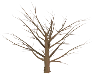 Bare Branches Dead Tree PNG