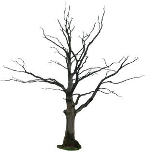 Bare Branches Dead Tree PNG