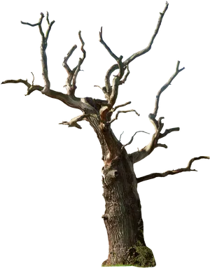 Bare Branches Dead Tree PNG image