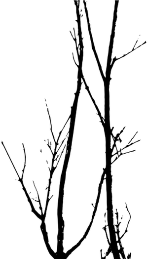 Bare Branches Silhouette PNG