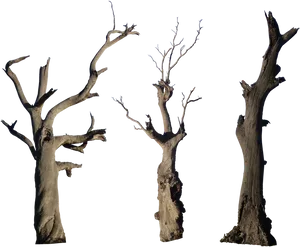 Bare_ Dead_ Trees_ Against_ Sky PNG image