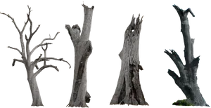 Bare_ Dead_ Trees_ Against_ Sky