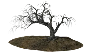 Bare Tree Against Black Background