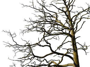 Bare Tree Against Blue Sky