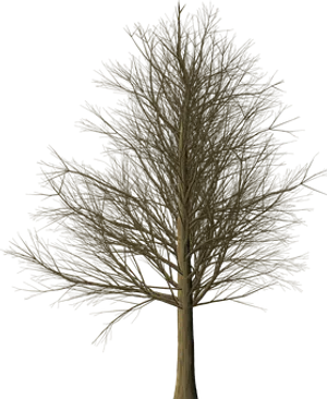 Bare Tree Against Dark Background