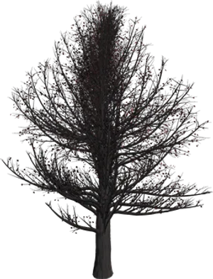 Bare Tree Against Night Sky