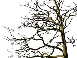 Bare Tree Against Night Sky