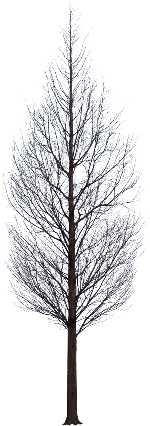 Bare Tree Against Night Sky