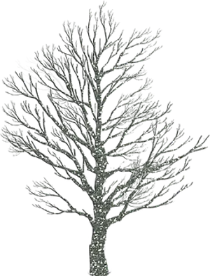 Bare Tree Against Night Sky