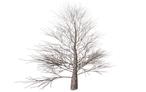 Bare Tree Against Night Sky