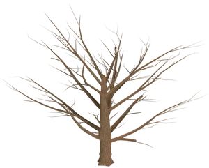 Bare Tree Against Night Sky