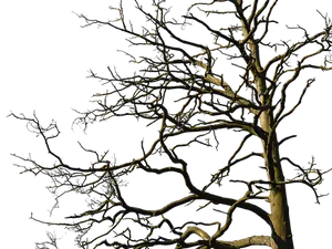 Bare Tree Against Night Sky