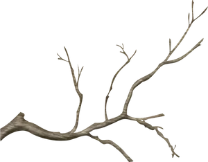 Bare Tree Branch Against Blue Sky PNG image