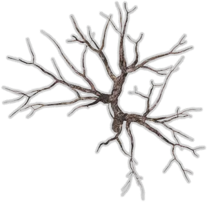 Bare Tree Branches Against Sky PNG