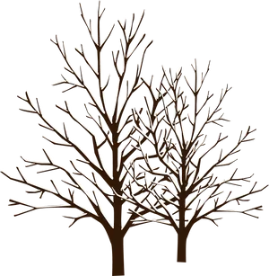 Bare Trees Silhouette Against Dark Background