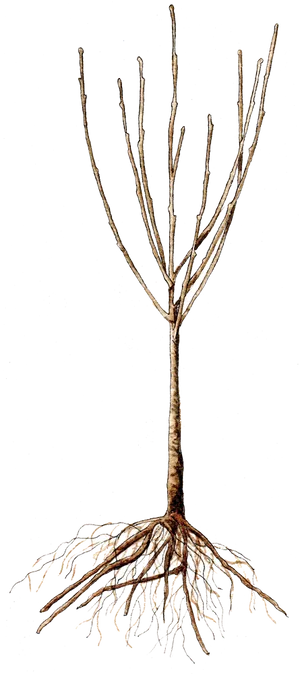 Bare Treewith Roots PNG image