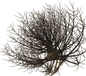 Bare Twig Shrub Against Sky PNG