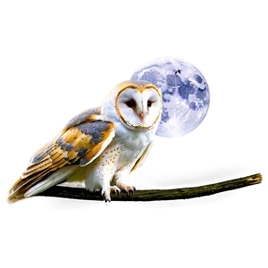 Barn Owl And Moon PNG 06252024