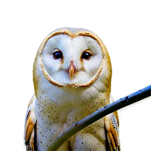 Barn Owl And Moon PNG Ojr52 PNG