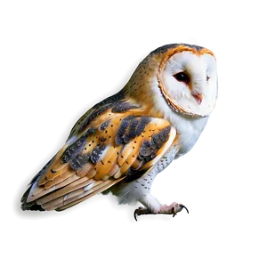 Barn Owl D
