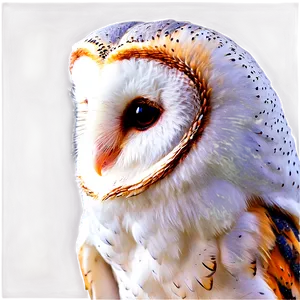 Barn Owl Eyes PNG 06252024