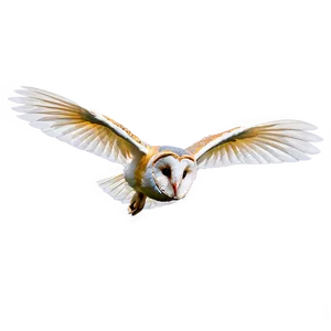 Barn Owl Gliding PNG 74