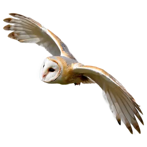 Barn Owl Gliding Png Etv PNG image