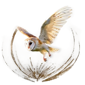 Barn Owl In Action Png Bpb90 PNG image