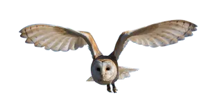 Barn Owl In Flight Against Black Background PNG image