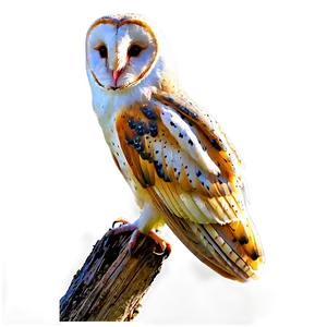 Barn Owl In Forest PNG Pni34