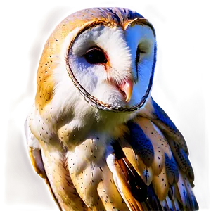 Barn Owl In Golden Hour PNG Ivf98 PNG