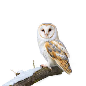 Barn Owl In Snow Png 76 PNG image