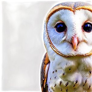 Barn Owl Looking Back PNG Rig PNG