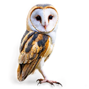 Barn Owl Resting Png 93 PNG image