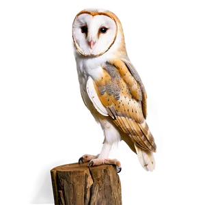 Barn Owl Tilted Head PNG 06252024