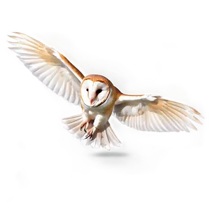 Barn Owl Wings Spread PNG 06252024 PNG