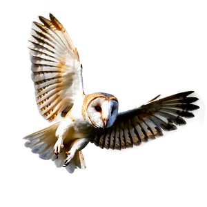 Barn Owl Wings Spread Png Xbp56 PNG image