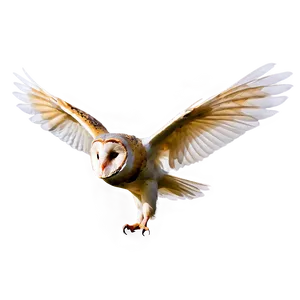 Barn Owl With Open Wings PNG 06252024 PNG