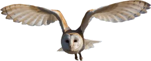 Barn Owlin Flight PNG image