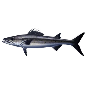 Barracuda In Ocean Png 06252024 PNG image