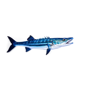 Barracuda Swimming PNG 9