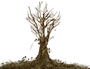 Barren Tree Against Sky PNG image