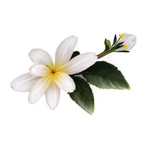 Basic Floral PNG Llc PNG