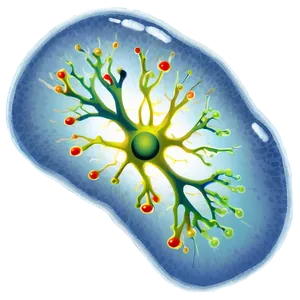 Basic Nucleus Drawing PNG Oxm46 PNG