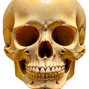Basic Skull Art PNG 65 PNG